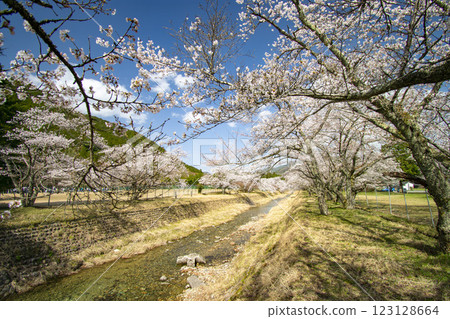 Cherry blossoms on riverbed Cherry blossoms on riverbed 123128664