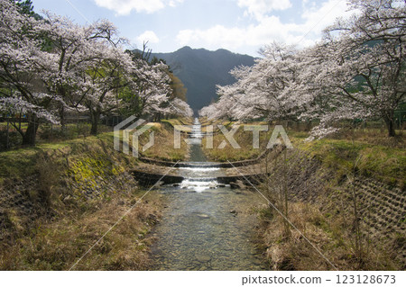 在河床上的櫻花 在河床上的櫻花 123128673