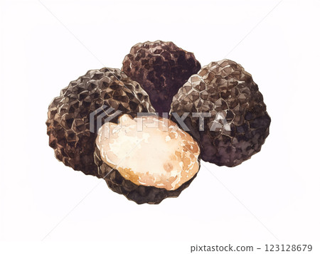 Truffle watercolor Truffle watercolor 123128679