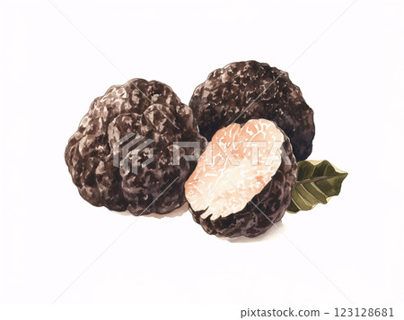Truffle watercolor 123128681