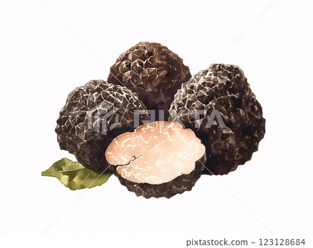 松露水彩畫 松露水彩畫 123128684