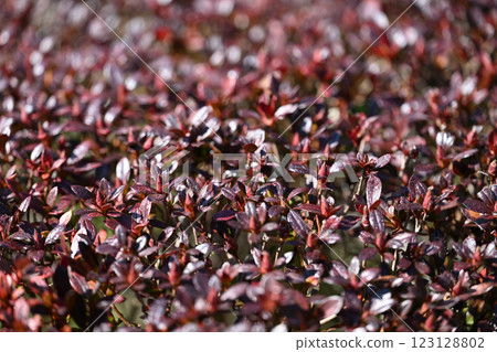 霧島杜鵑的冬芽和越冬葉 123128802
