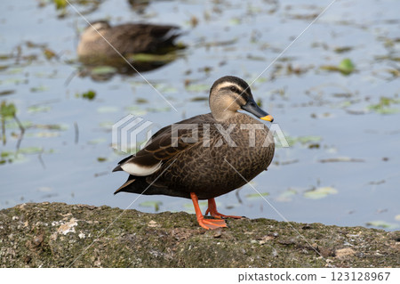 A spot-billed duck standing on the edge of a pond, seen from the side 123128967