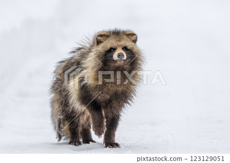 An elderly Hokkaido raccoon dog walking on the snow in Chitose, Hokkaido [February] 123129051