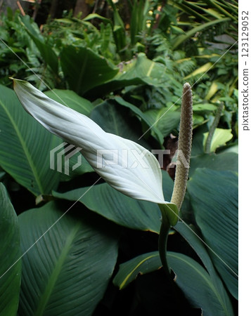 Flower of spiritualum 123129052