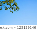 Green leaves and tree branch with clear blue sky background. 123129146