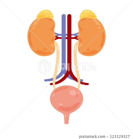 腎上腺、腎臟和膀胱插圖 123129327
