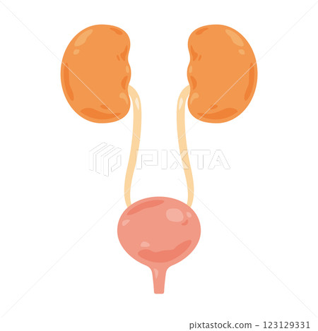 Kidneys and bladder illustration 123129331