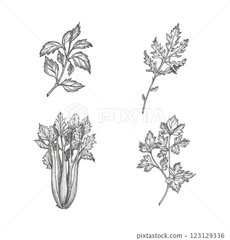 Set with basil, parsley, celery and arugula leaf vegetables. Cilantro, coriander. Vector on white background shape. Graphic illustration. Perfect for packaging condiment, articles about healthy food Set with basil, parsley, celery and arugula leaf vegetables. Cilantro, coriander. Vector on white background shape. Graphic illustration. Perfect for packaging condiment, articles about healthy food 123129336