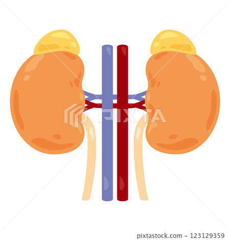 腎臟和腎上腺圖 1 腎臟和腎上腺圖 1 123129359