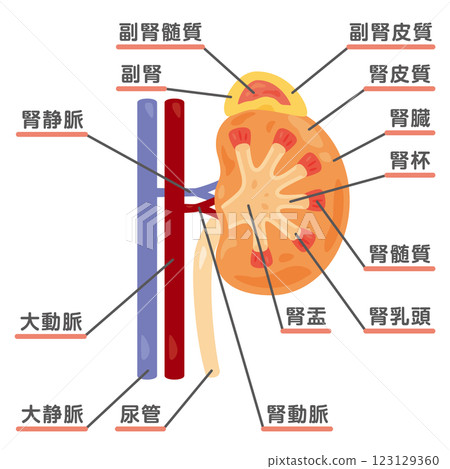 腎臟和腎上腺橫斷面結構圖 腎臟和腎上腺橫斷面結構圖 123129360