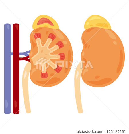 腎臟橫斷面結構圖 123129361