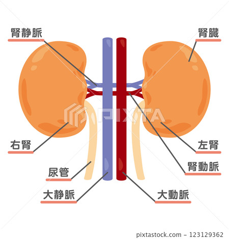 腎臟結構圖 123129362
