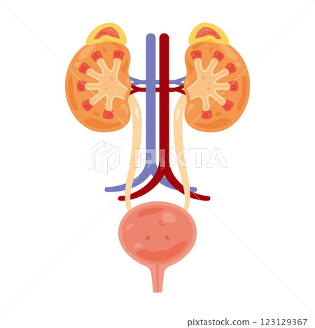 Cross-section illustration of the adrenal glands, kidneys, and bladder 123129367
