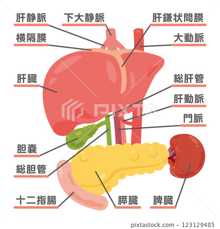 肝臟、胃、膽囊、脾臟、胰臟和十二指腸的結構圖示 1 肝臟、胃、膽囊、脾臟、胰臟和十二指腸的結構圖示 1 123129485