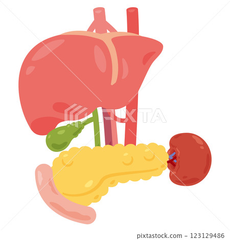 Liver, stomach, gallbladder, spleen, pancreas, duodenum structural illustration 2 Liver, stomach, gallbladder, spleen, pancreas, duodenum structural illustration 2 123129486