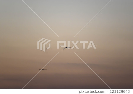 Seagulls fly around as dawn breaks in the early hours of December. Photographed at Kohroen Beach in Nishinomiya City, Hyogo Prefecture. 123129643