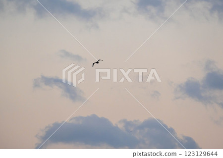 Seagulls fly around as dawn breaks in the early hours of December. Photographed at Kohroen Beach in Nishinomiya City, Hyogo Prefecture. 123129644