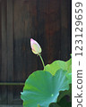 蓮花盛開 123129659