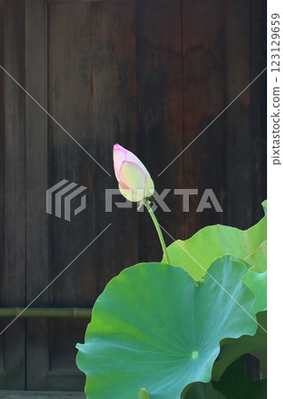 Lotus flower blooms 123129659