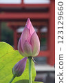 蓮花的芽 123129660