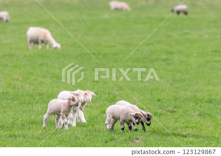 北海道佔冠村：遛羊 [5 月] 123129867