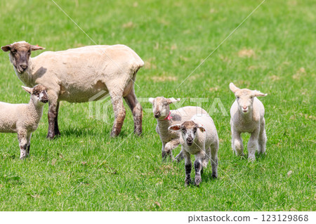 北海道佔冠村：遛羊 [5 月] 123129868