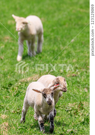 北海道佔冠村：遛羊 [5 月] 123129869