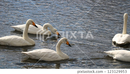 A flock of swans descending on the river - Countryside winter A flock of swans descending on the river - Countryside winter 123129953