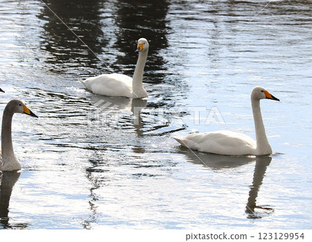 A flock of swans descending on the river - Countryside winter A flock of swans descending on the river - Countryside winter 123129954