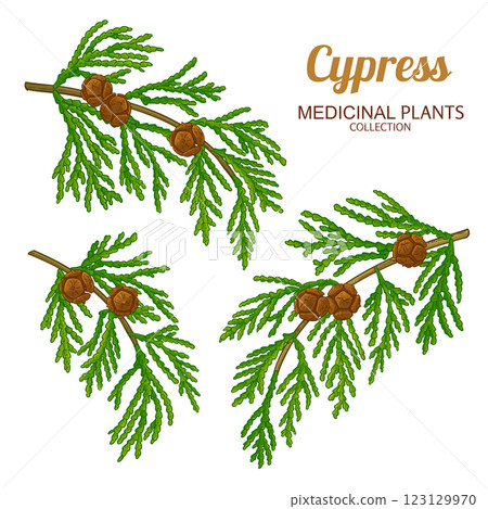 Cypress Branch Colored Detailed Illustration Cypress Branch Colored Detailed Illustration 123129970