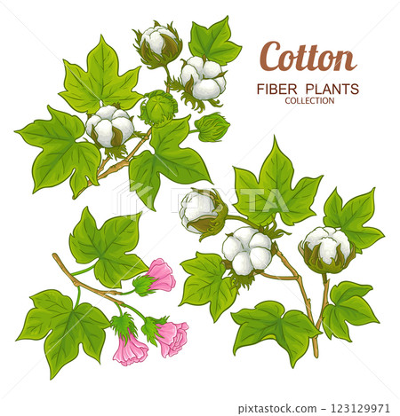 Cotton Branch Colored Detailed Illustration 123129971