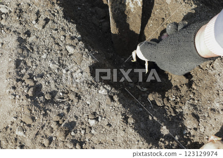 Planting potatoes in a home garden Planting potatoes in a home garden 123129974