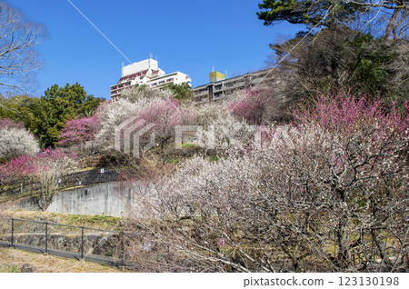 Atami Plum Garden, Atami City, Shizuoka Prefecture, Plum grove from Koufu Bridge towards the Korean Garden at the top of the mountain, Early-blooming plums 123130198