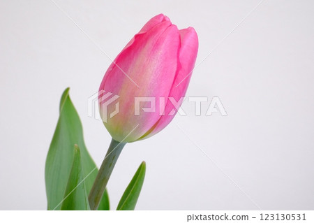 可愛的粉紅色鬱金香 123130531