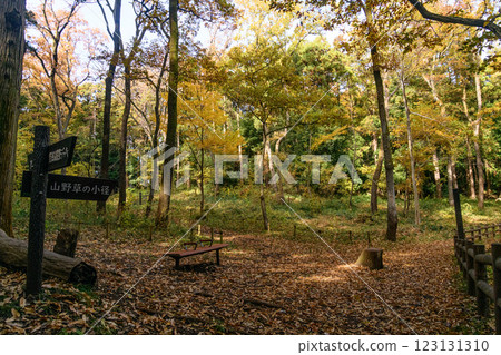 Walk among the trees with autumn leaves 123131310