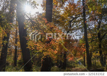 A path between autumn leaves illuminated by sunlight A path between autumn leaves illuminated by sunlight 123131312