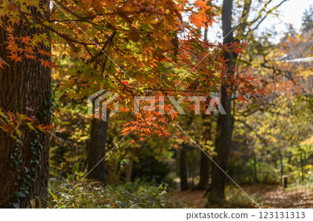 秋樹間的小路 秋樹間的小路 123131313
