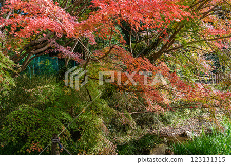 漫步秋葉間 漫步秋葉間 123131315