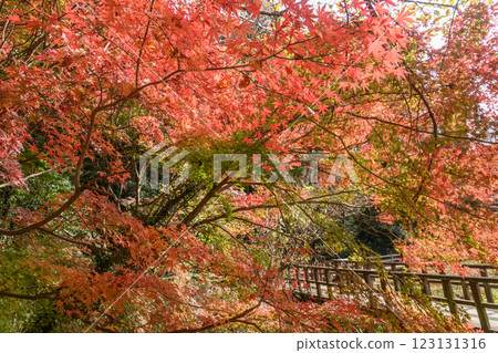 漫步秋葉間 漫步秋葉間 123131316