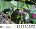 A parrot flowers grows at Doi Luang Chiang Dao mountain 123131355