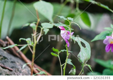 A parrot flowers grows at Doi Luang Chiang Dao mountain A parrot flowers grows at Doi Luang Chiang Dao mountain 123131355