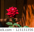 Red roses garden on a blurry background 123131356