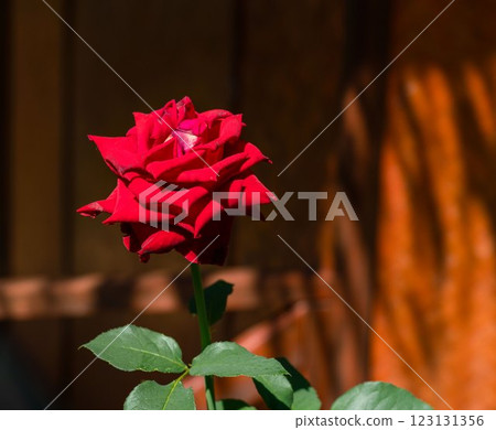 Red roses garden on a blurry background Red roses garden on a blurry background 123131356