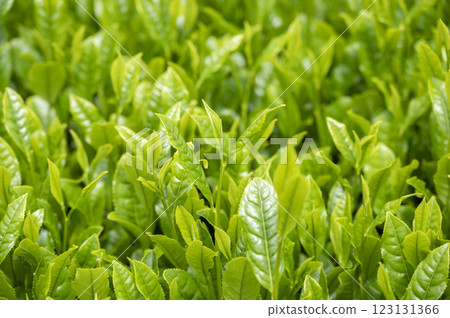 早晨太陽照亮的茶葉 123131366