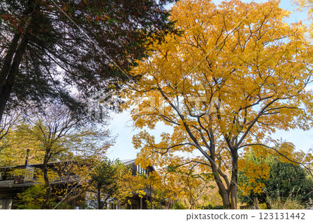 一棟建築和一棵大樹的風景,樹上有黃色的秋葉 一棟建築和一棵大樹的風景,樹上有黃色的秋葉 123131442
