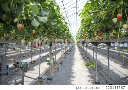 Strawberry Farm Strawberry Picking 123131567