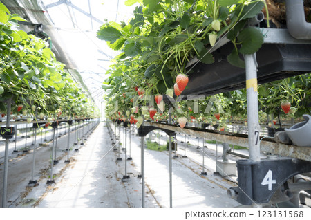 Strawberry Farm Strawberry Picking 123131568