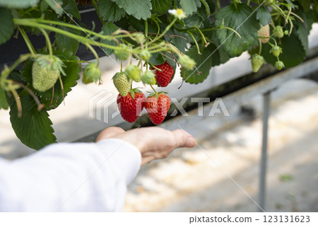 Fun strawberry picking 123131623