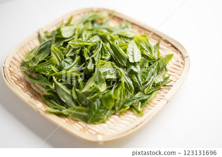 New tea of Yabukita tea, which is synonymous with Japanese tea 123131696